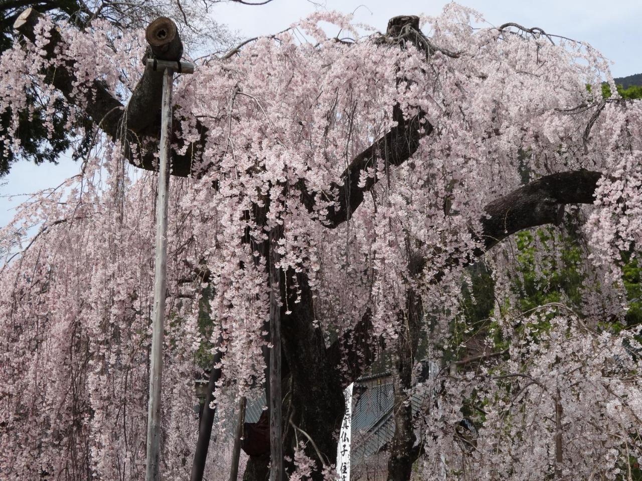 Ryokan Tanakaya Minobu Экстерьер фото